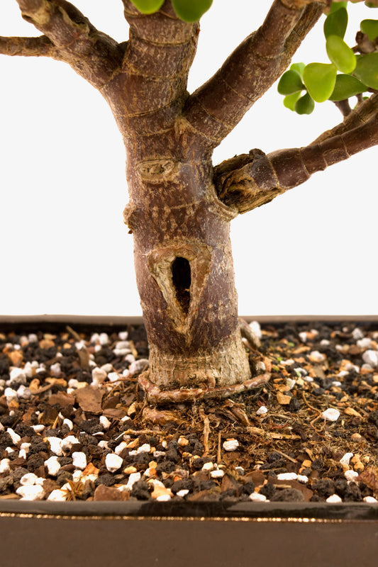 Dwarf Green Jade Ceramic 7" Pot - One of a Kind Bonsai