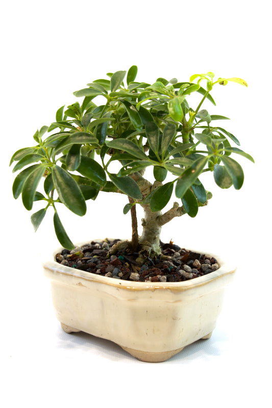 Schefflera Dwarf Bonsai Ceramic 5" Pot - One of a Kind Bonsai