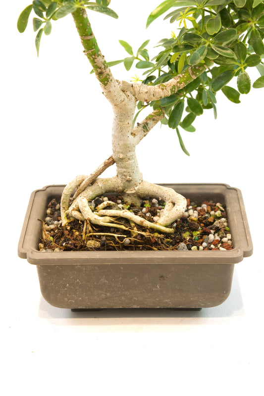 Dwarf Schefflera Bonsai Training 6" Pot - Pre Bonsai