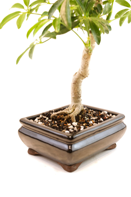 Dwarf Variegated Schefflera Bonsai Ceramic 6" Pot - One of a Kind Bonsai