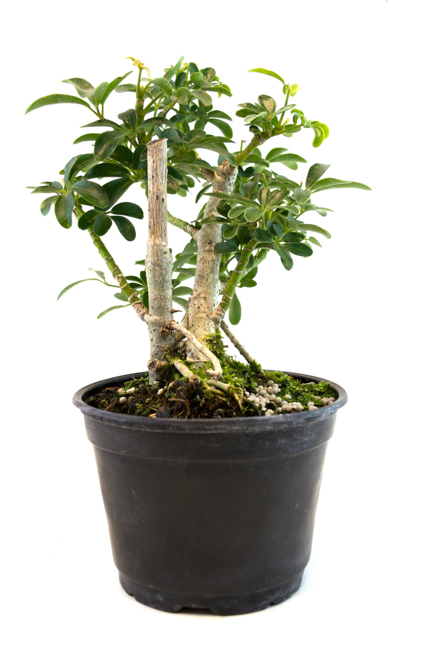 Dwarf Schefflera Pre Bonsai Ceramic 6" Pot - Pre Bonsai