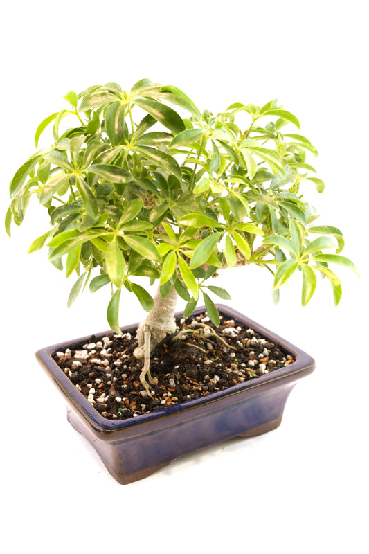 Dwarf Variegated Schefflera Bonsai Ceramic 7" Pot - One of a Kind Bonsai