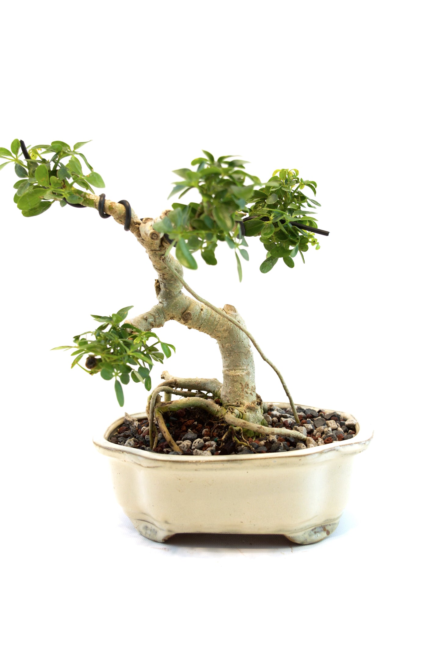 Schefflera Dwarf Bonsai Ceramic 7" Pot - One of a Kind Bonsai