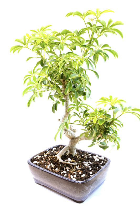 Dwarf Variegated Schefflera Bonsai Ceramic 8" Pot - One of a Kind Bonsai