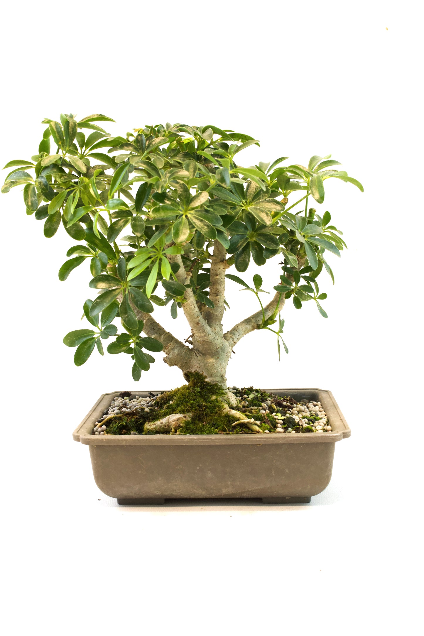 Dwarf Schefflera Bonsai Training 8" Pot - Pre Bonsai