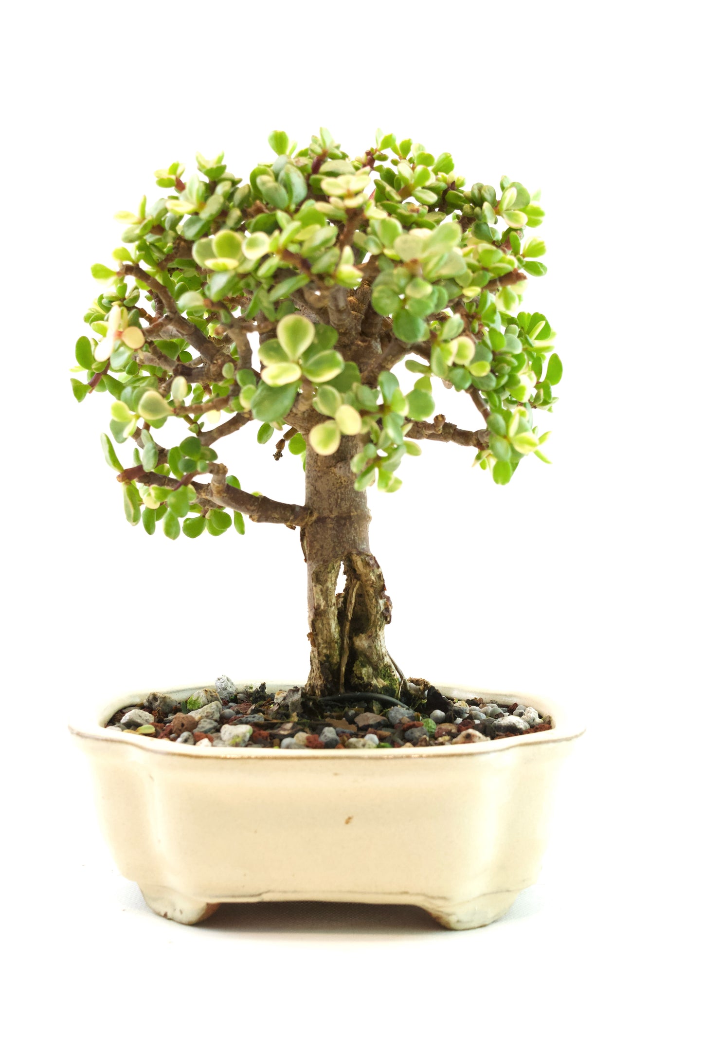 Dwarf Variegated Jade Ceramic 6" Pot - One of a Kind Bonsai