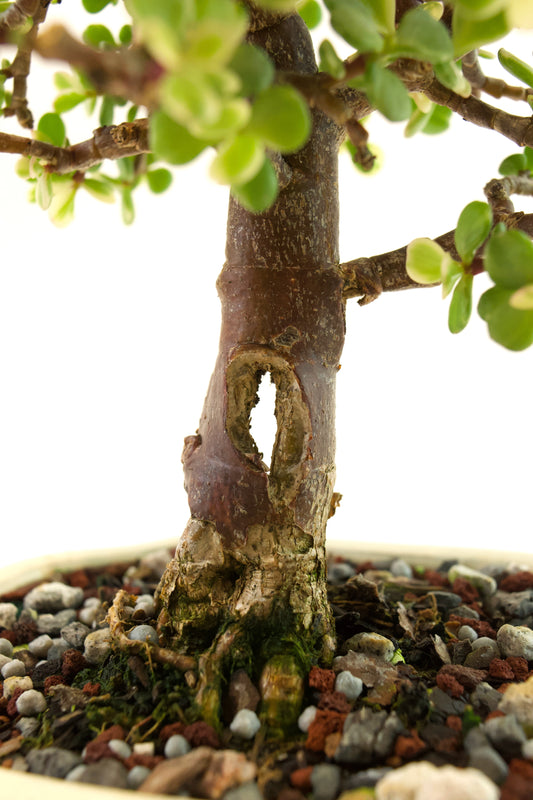 Dwarf Variegated Jade Ceramic 6" Pot - One of a Kind Bonsai