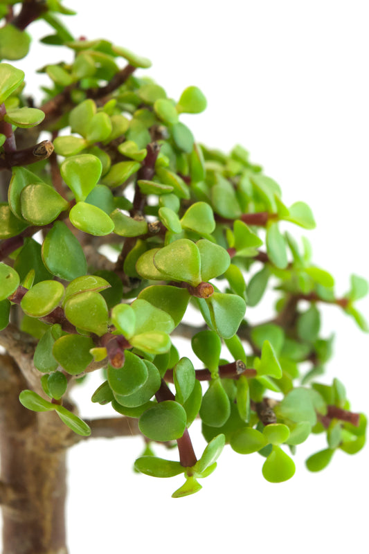 Dwarf Green Jade Ceramic 6" Pot - One of a Kind Bonsai