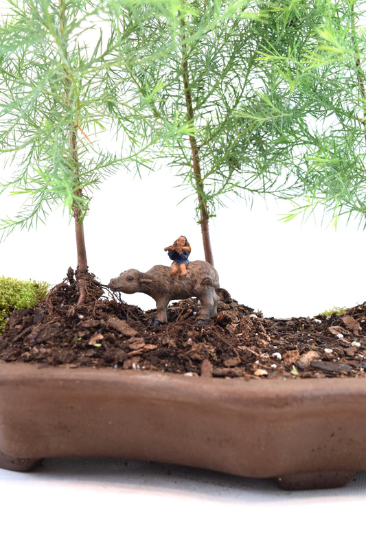 Eastern Red Cedar Forest Bonsai Tree in 12" Pot - One of a Kind Bonsai