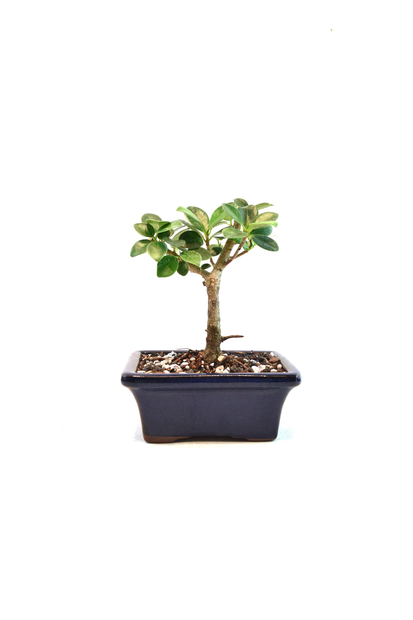 Green Island Ficus Bonsai 5" Pot - One of a Kind Bonsai