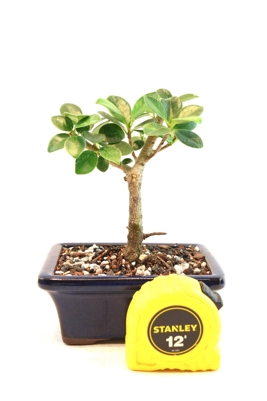 Green Island Ficus Bonsai 5" Pot - One of a Kind Bonsai
