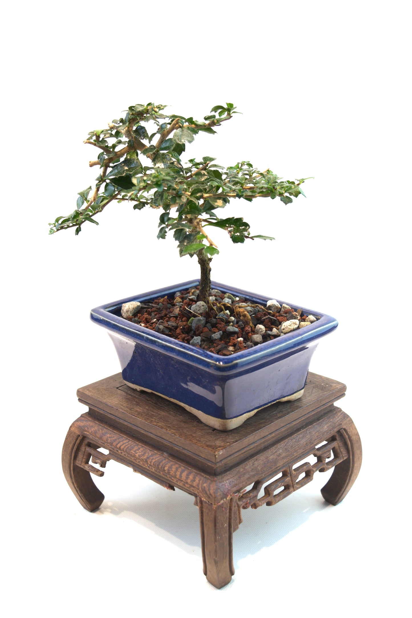 Fukien Tea Bonsai Ceramic 5" Pot - One of a Kind Bonsai
