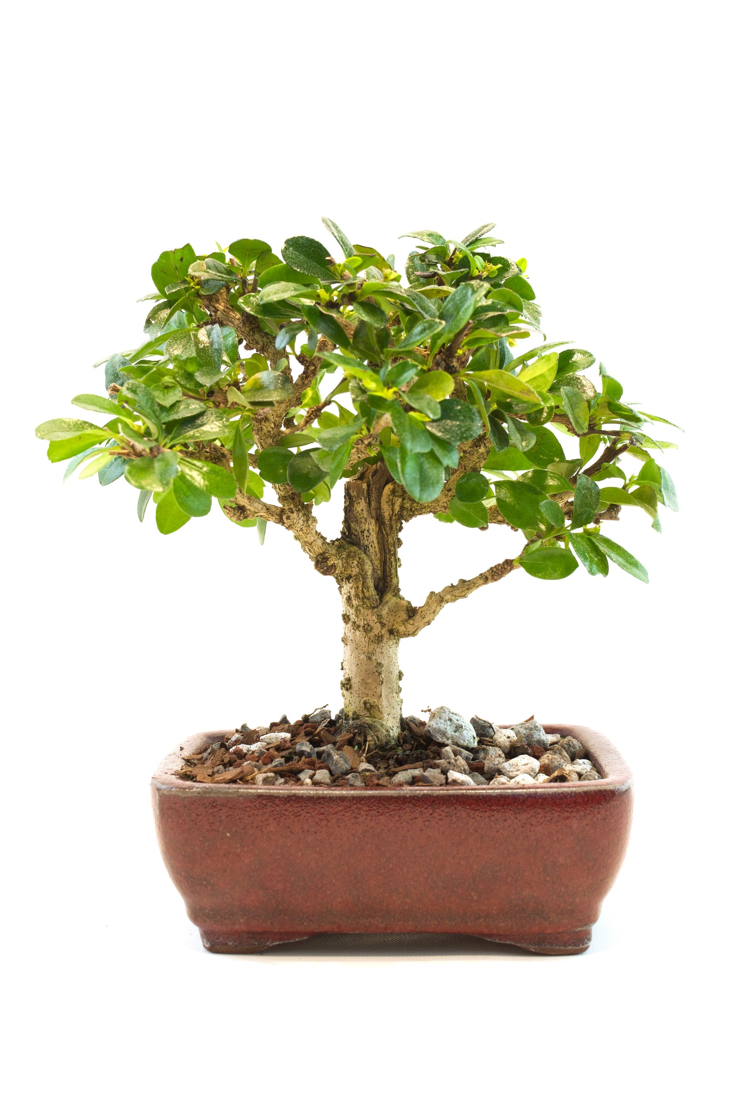 Fukien Tea Bonsai Ceramic 6" Pot - One of a Kind Bonsai