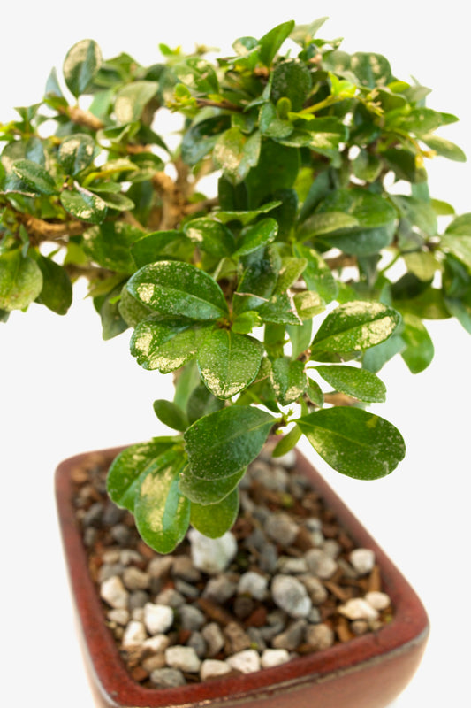 Fukien Tea Bonsai Ceramic 6" Pot - One of a Kind Bonsai