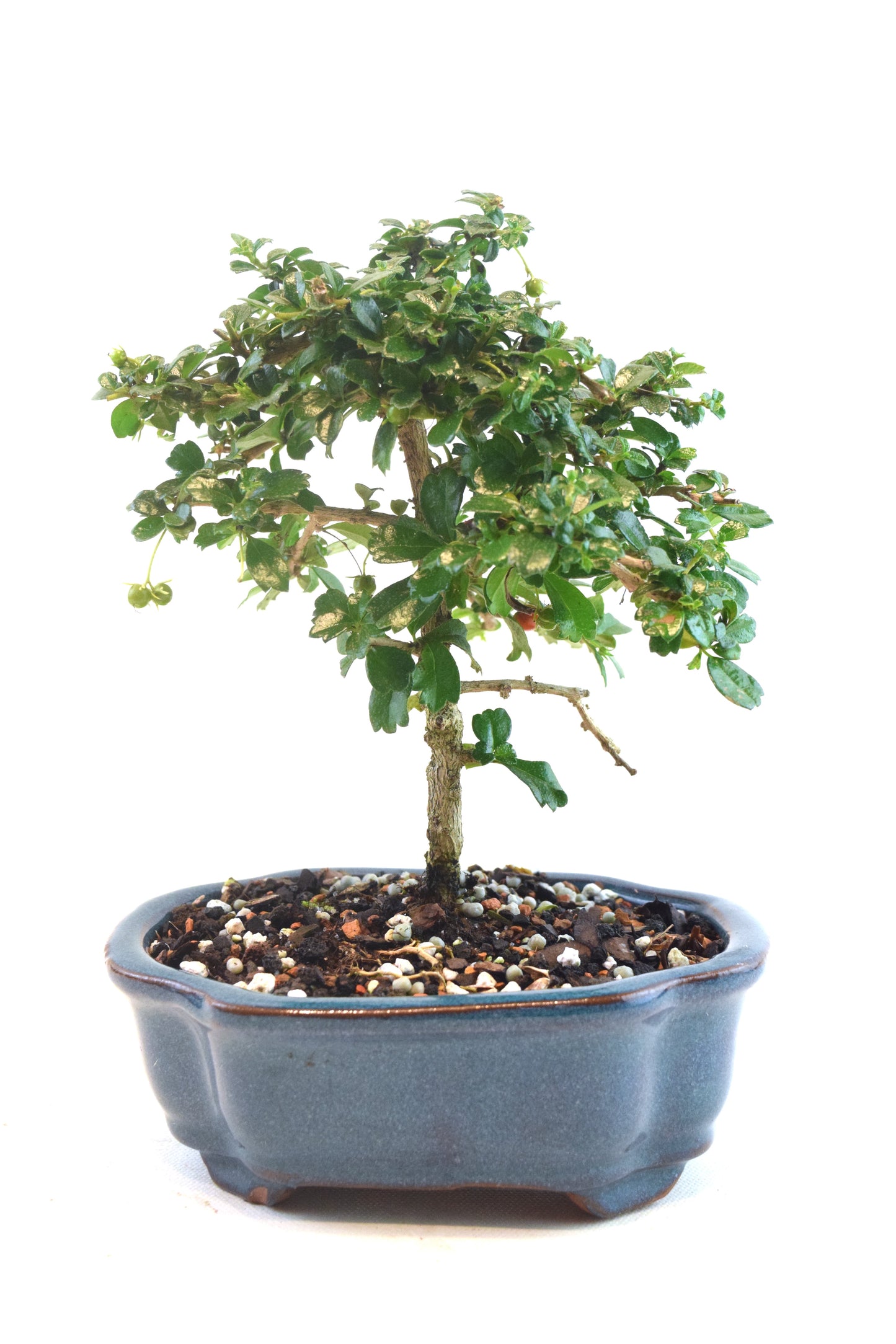 Fukien Tea Bonsai Ceramic 6" Pot - One of a Kind Bonsai