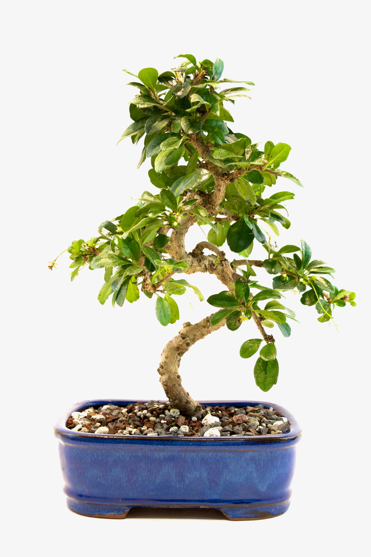 Fukien Tea Bonsai Ceramic 7.5" Pot - One of a Kind Bonsai