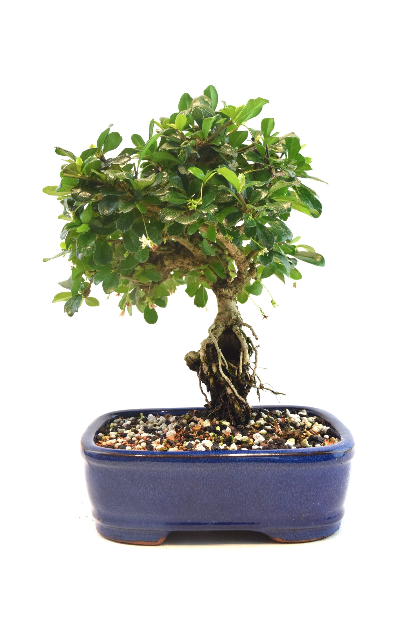 Fukien Tea Bonsai Ceramic 7.5" Pot - One of a Kind Bonsai