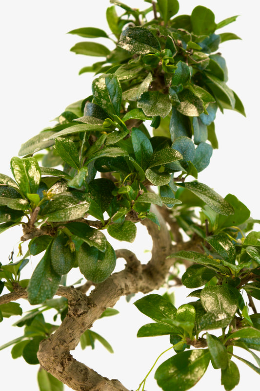 Fukien Tea Bonsai Ceramic 7.5" Pot - One of a Kind Bonsai