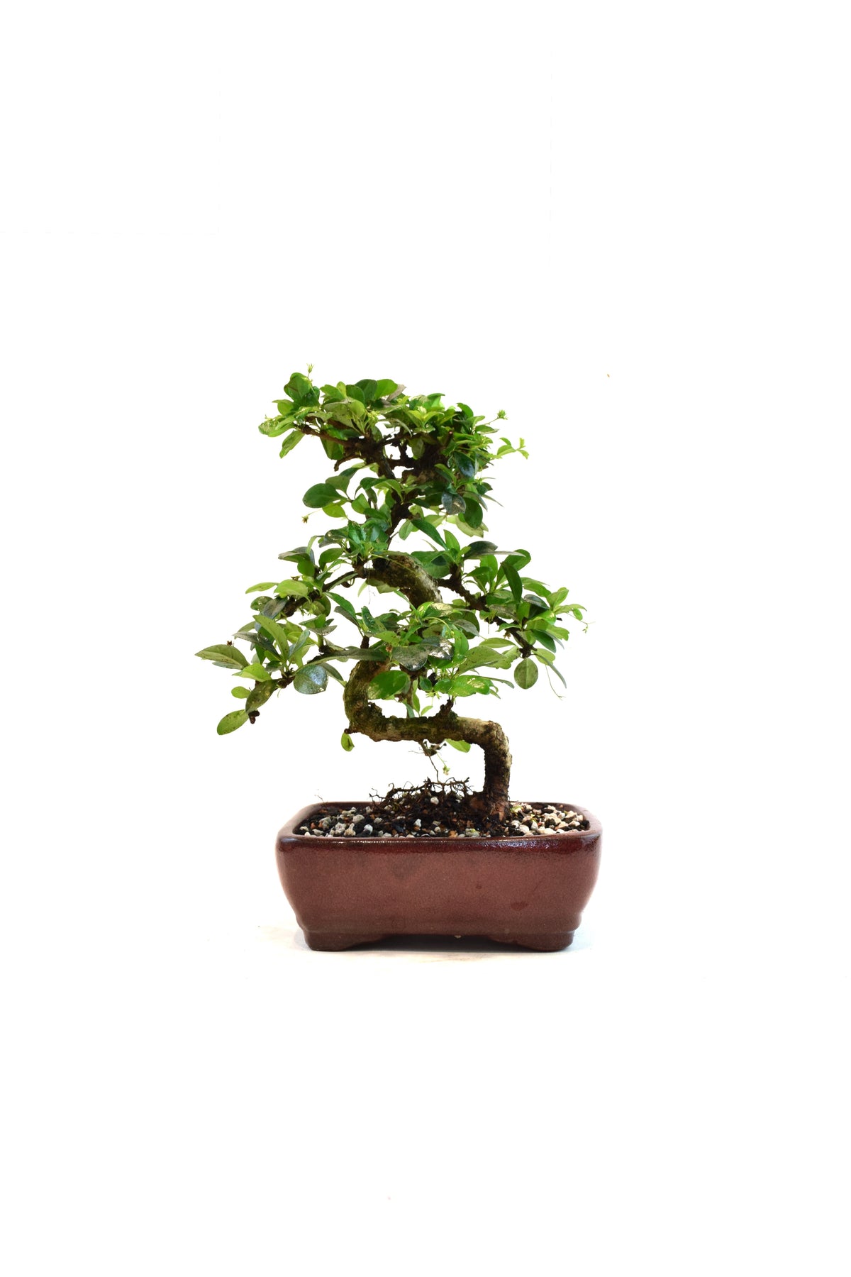 Fukien Tea Bonsai Ceramic 7" Pot - One of a Kind Bonsai