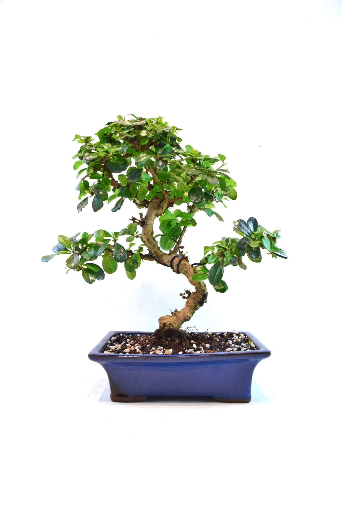 Fukien Tea Bonsai Ceramic 8" Pot - One of a Kind Bonsai