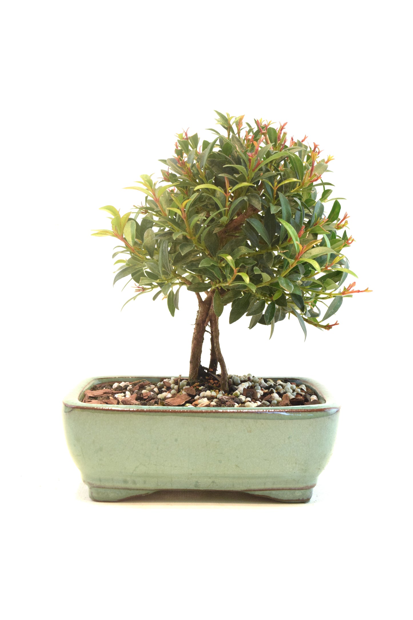 Global Brush Cherry Bonsai Ceramic 6" Pot - One of a Kind Bonsai