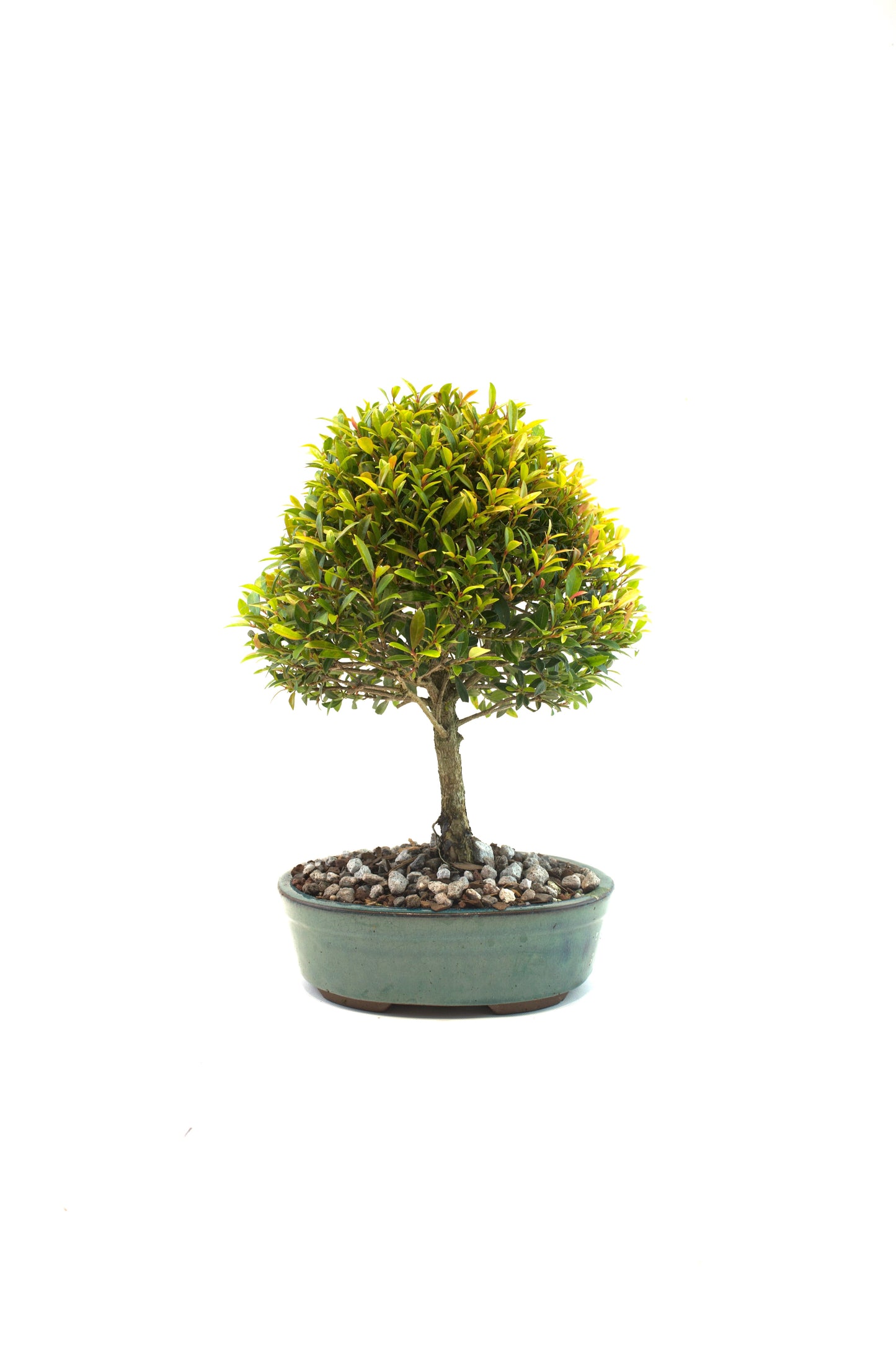 Global Brush Cherry Bonsai Ceramic 8" Pot - One of a Kind Bonsai
