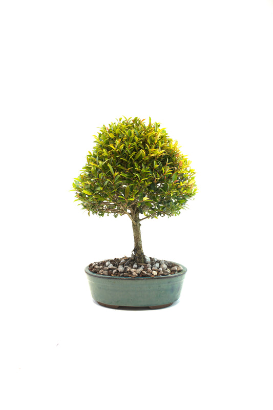 Global Brush Cherry Bonsai Ceramic 8" Pot - One of a Kind Bonsai