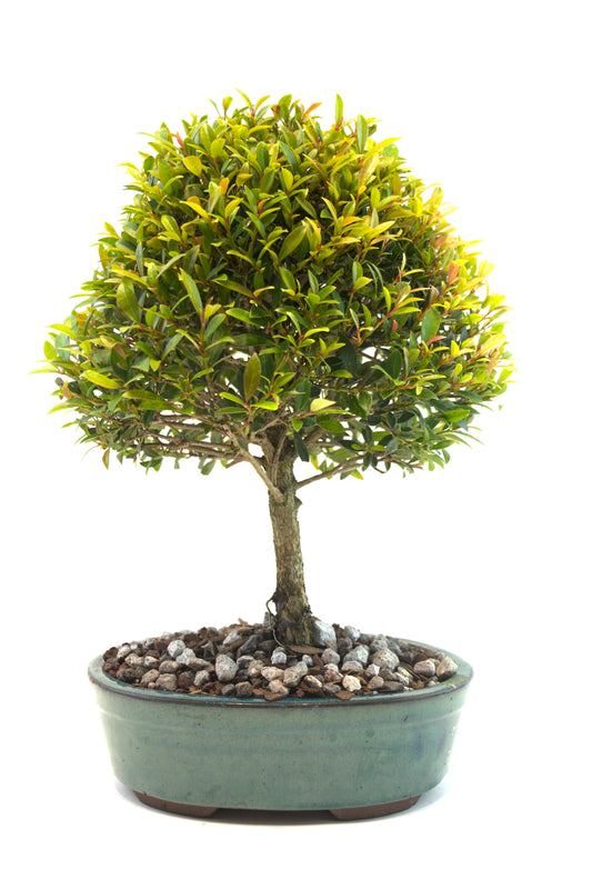 Global Brush Cherry Bonsai Ceramic 8" Pot - One of a Kind Bonsai