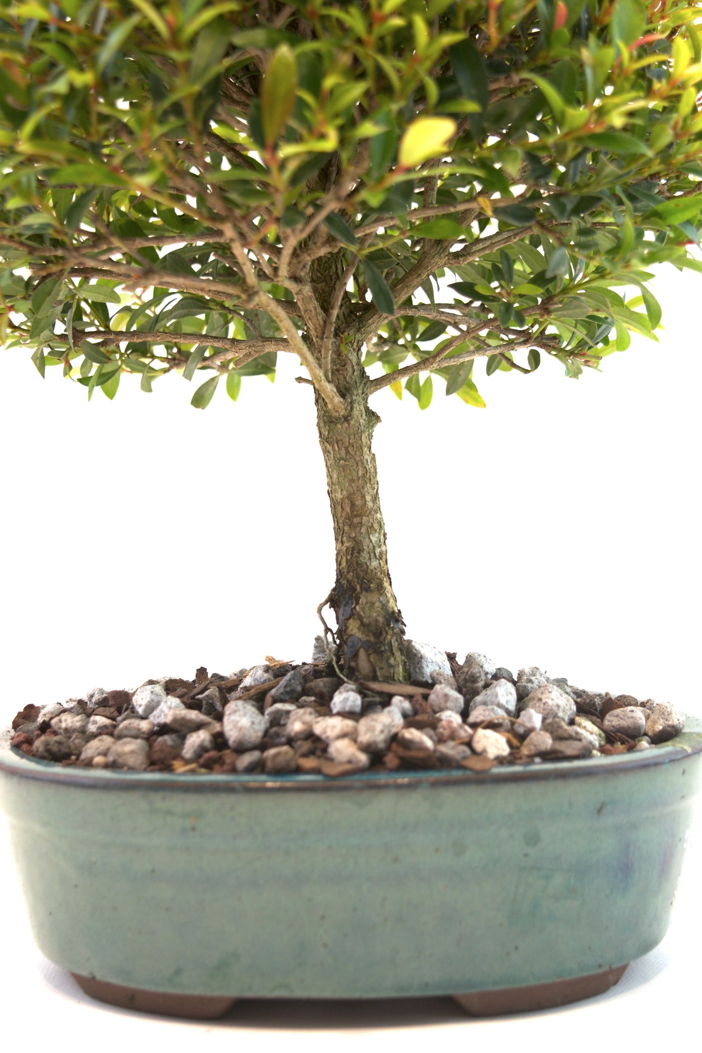 Global Brush Cherry Bonsai Ceramic 8" Pot - One of a Kind Bonsai