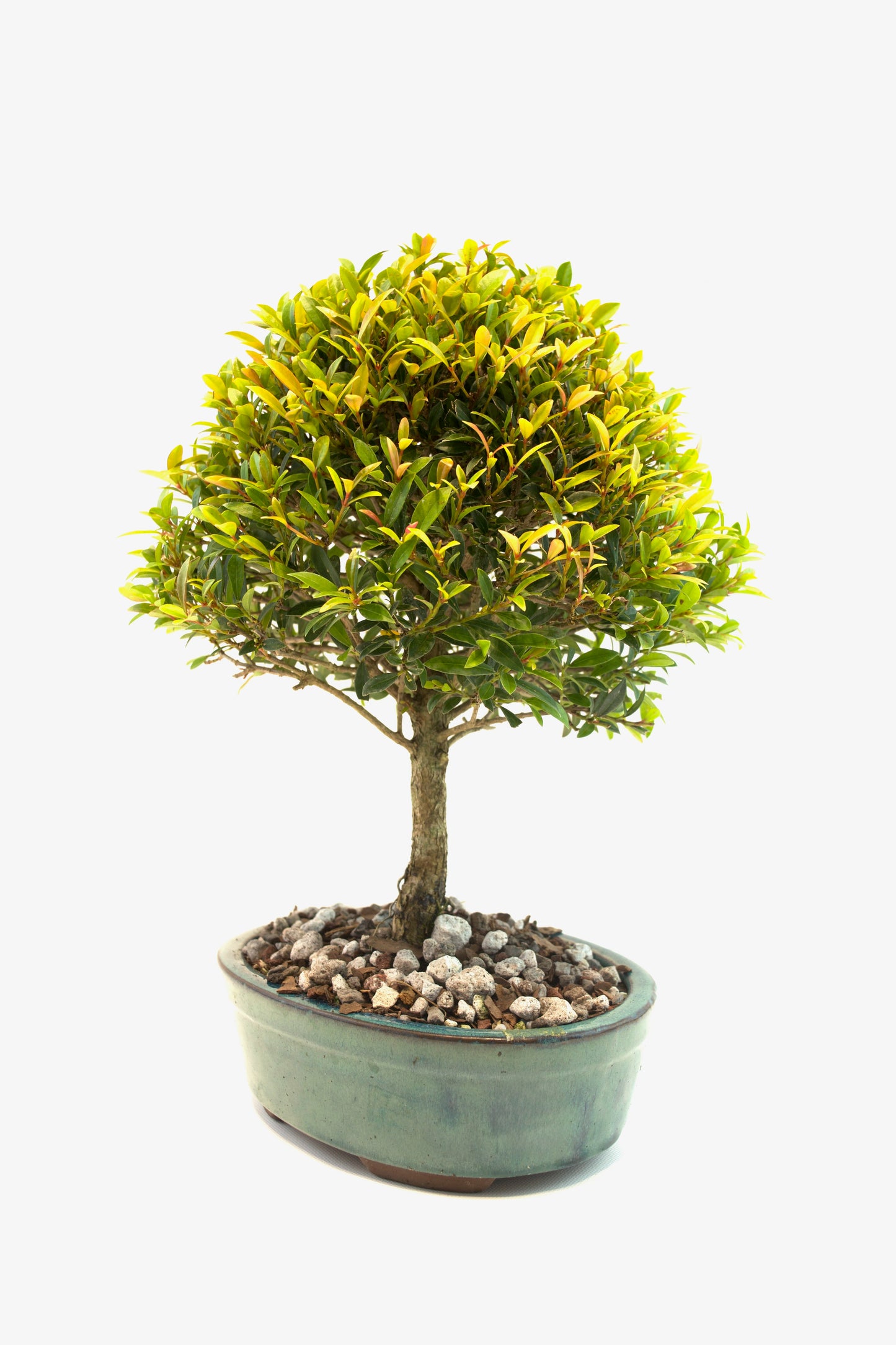 Global Brush Cherry Bonsai Ceramic 8" Pot - One of a Kind Bonsai