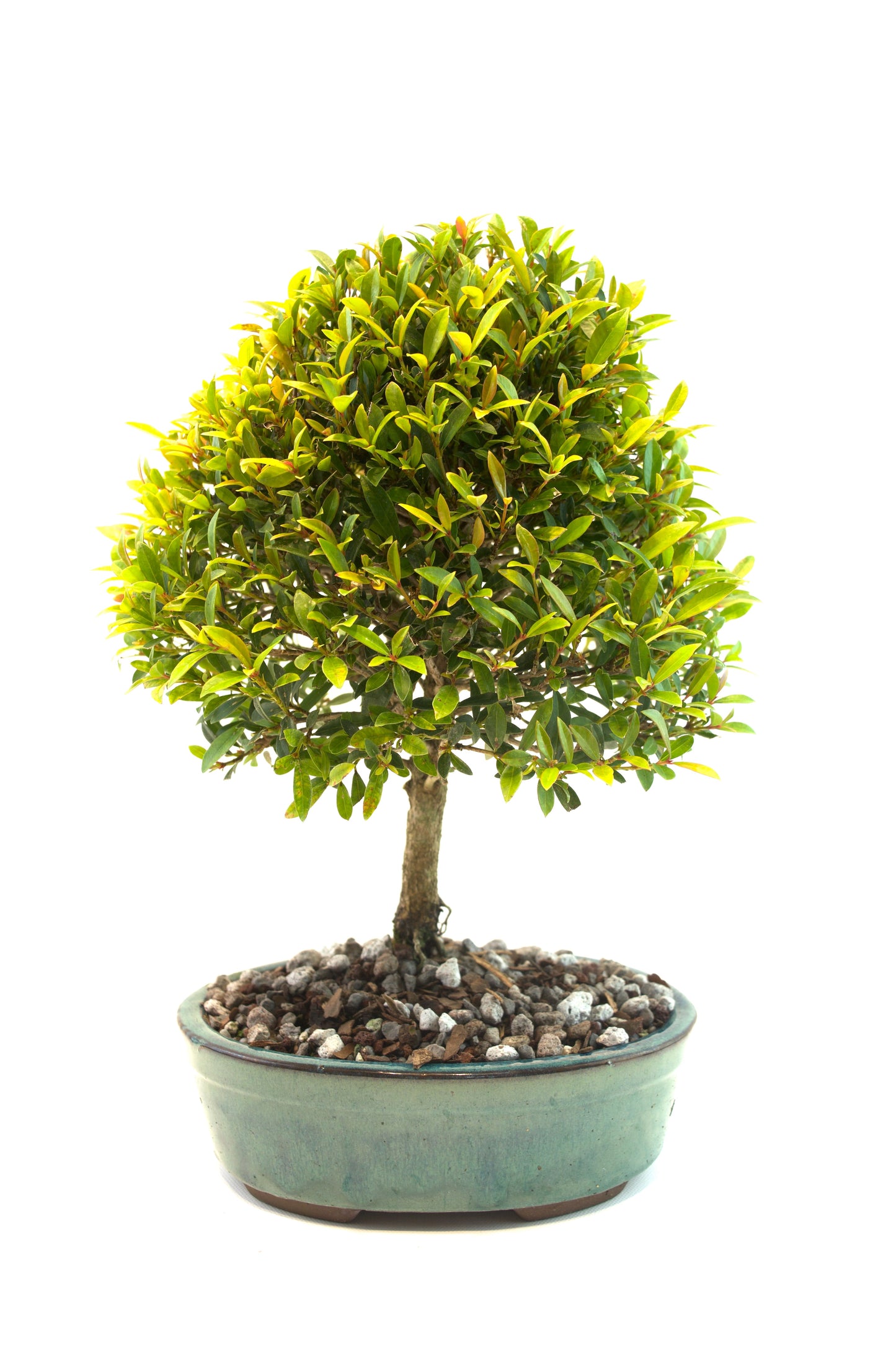 Global Brush Cherry Bonsai Ceramic 8" Pot - One of a Kind Bonsai
