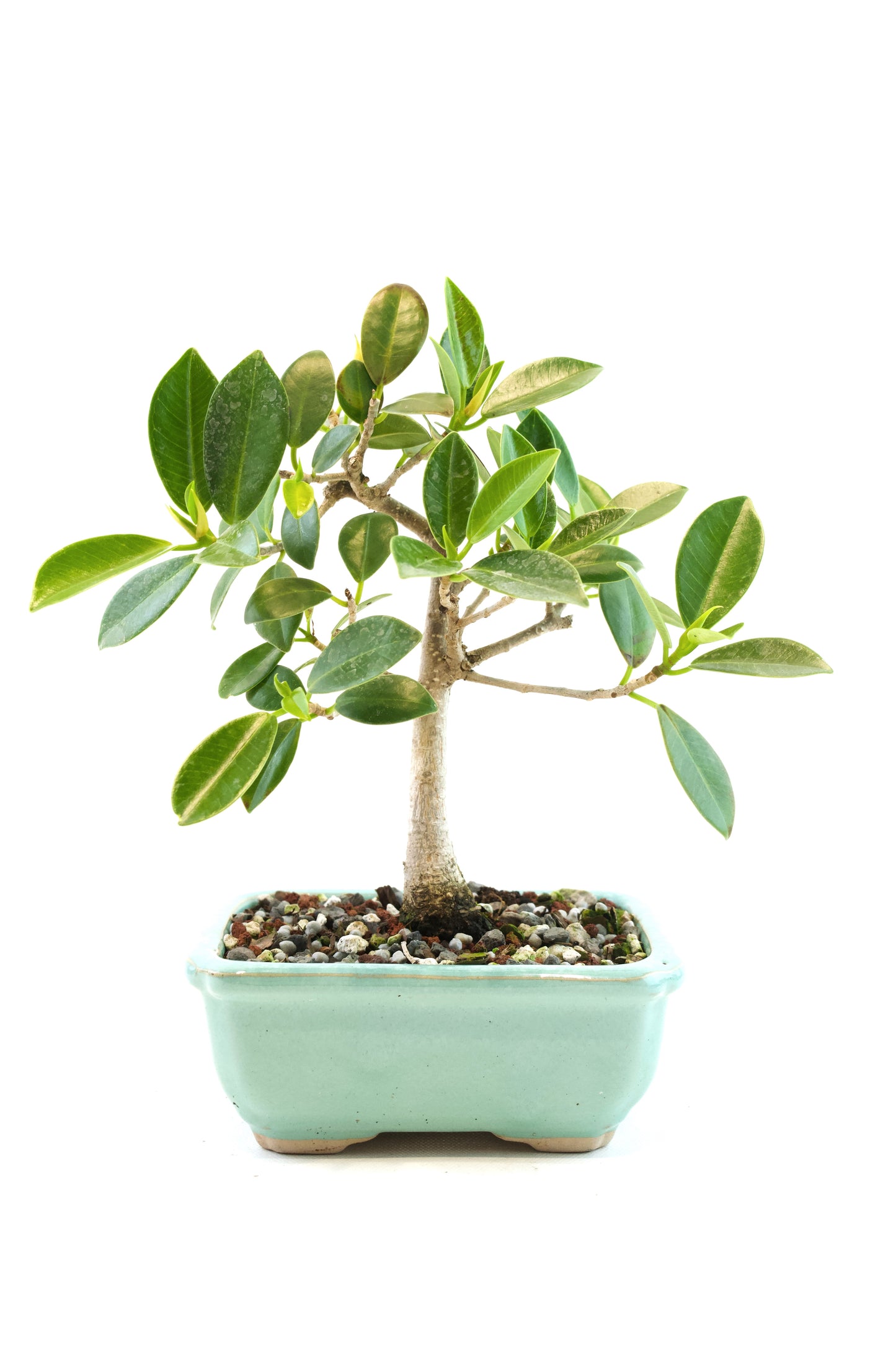 Green Island Ficus Bonsai 5" Pot - One of a Kind Bonsai