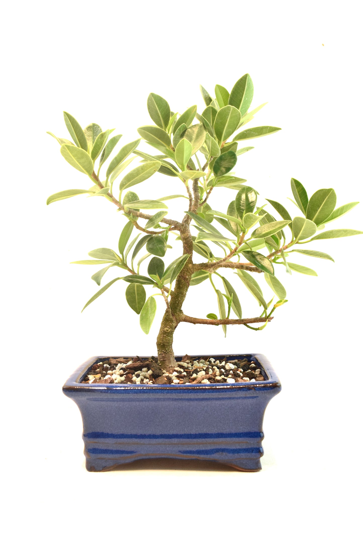 Green Island Ficus Bonsai 6" Pot - One of a Kind Bonsai
