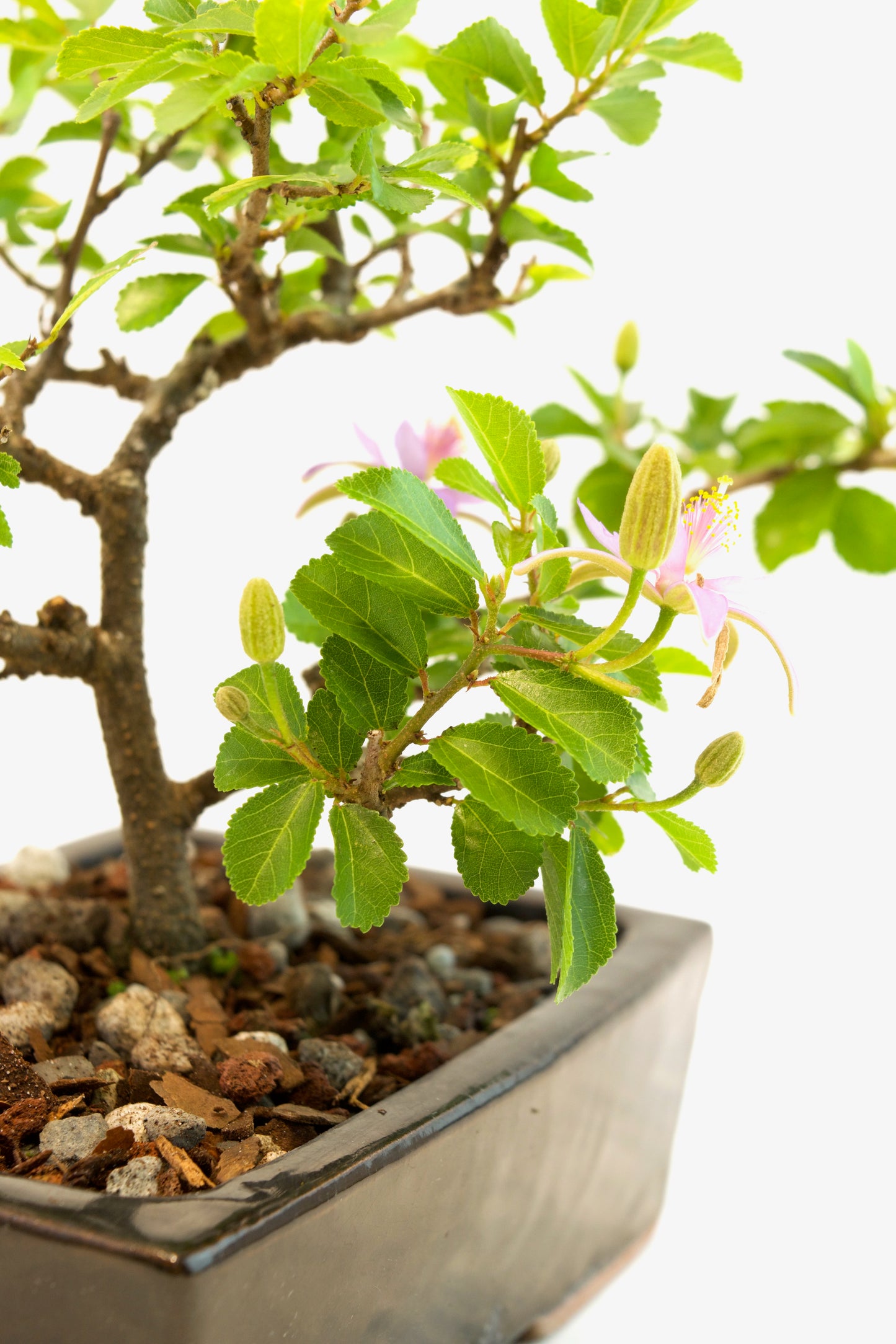 Grewia Bonsai Tree in 6" Pot - One of a Kind Bonsai