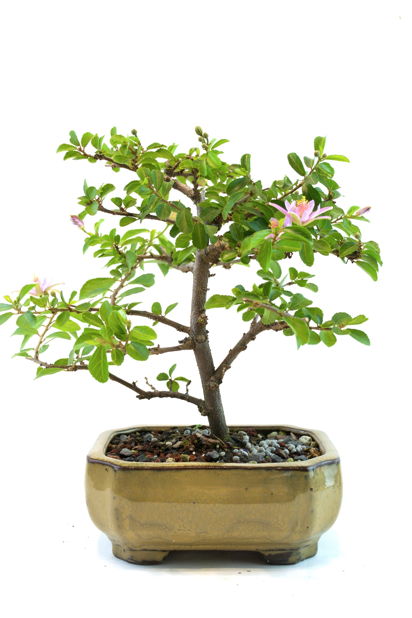 Grewia Bonsai Tree in 6" Pot - One of a Kind Bonsai