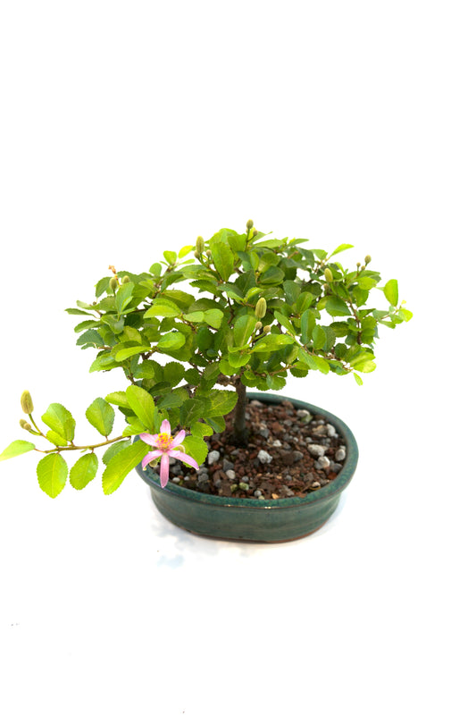 Grewia Bonsai Tree in 6" Pot - One of a Kind Bonsai