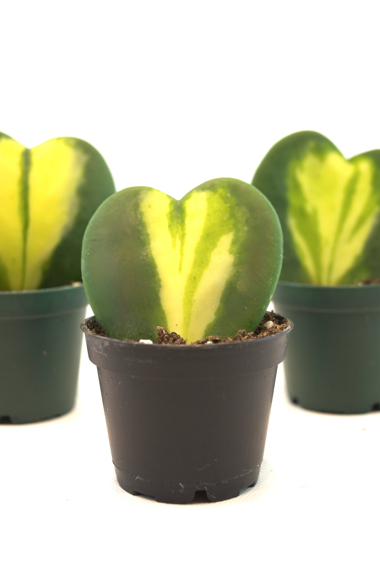 Hoya Heart Flame Variegated Succulent