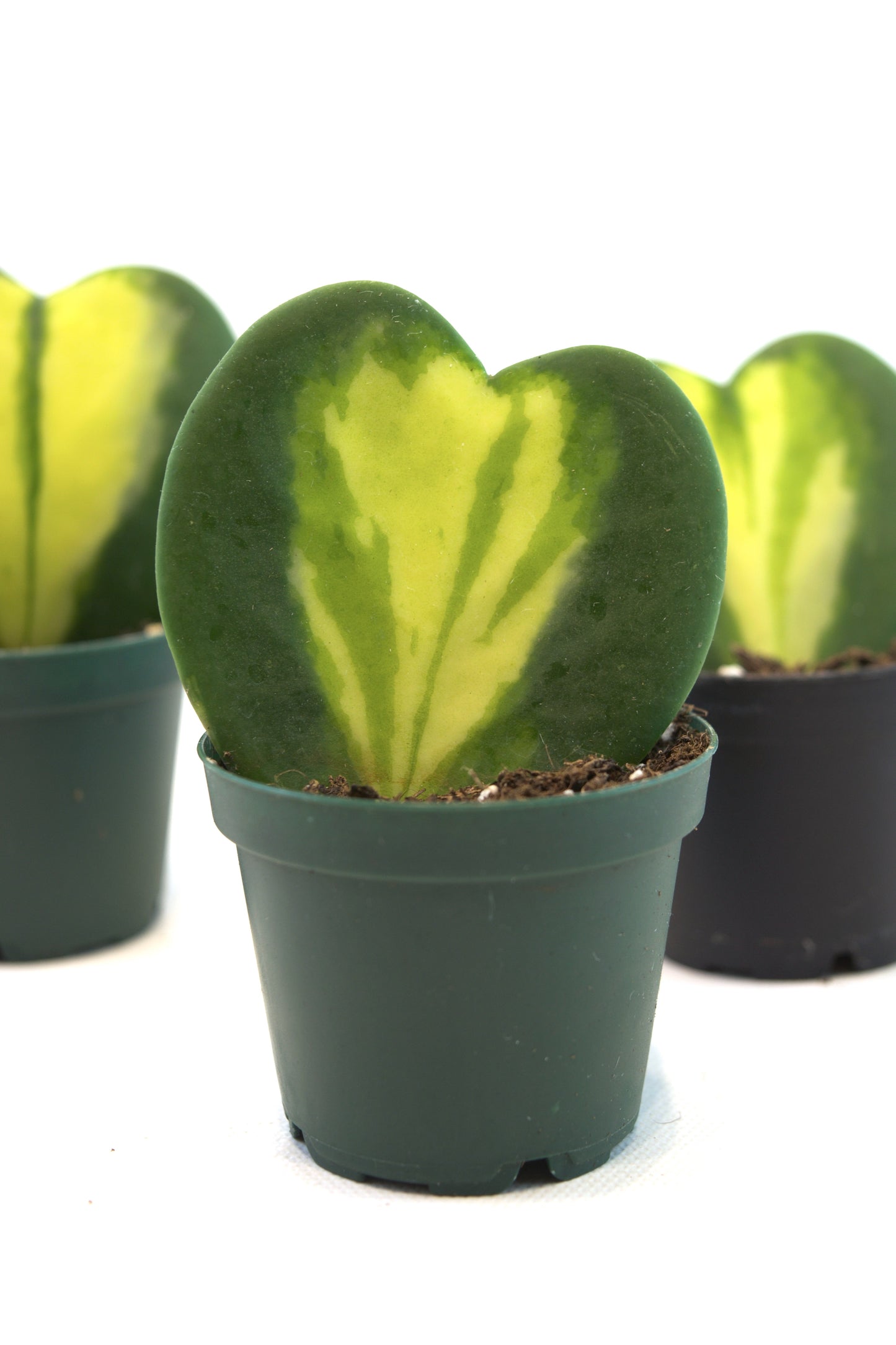 Hoya Heart Flame Variegated Succulent