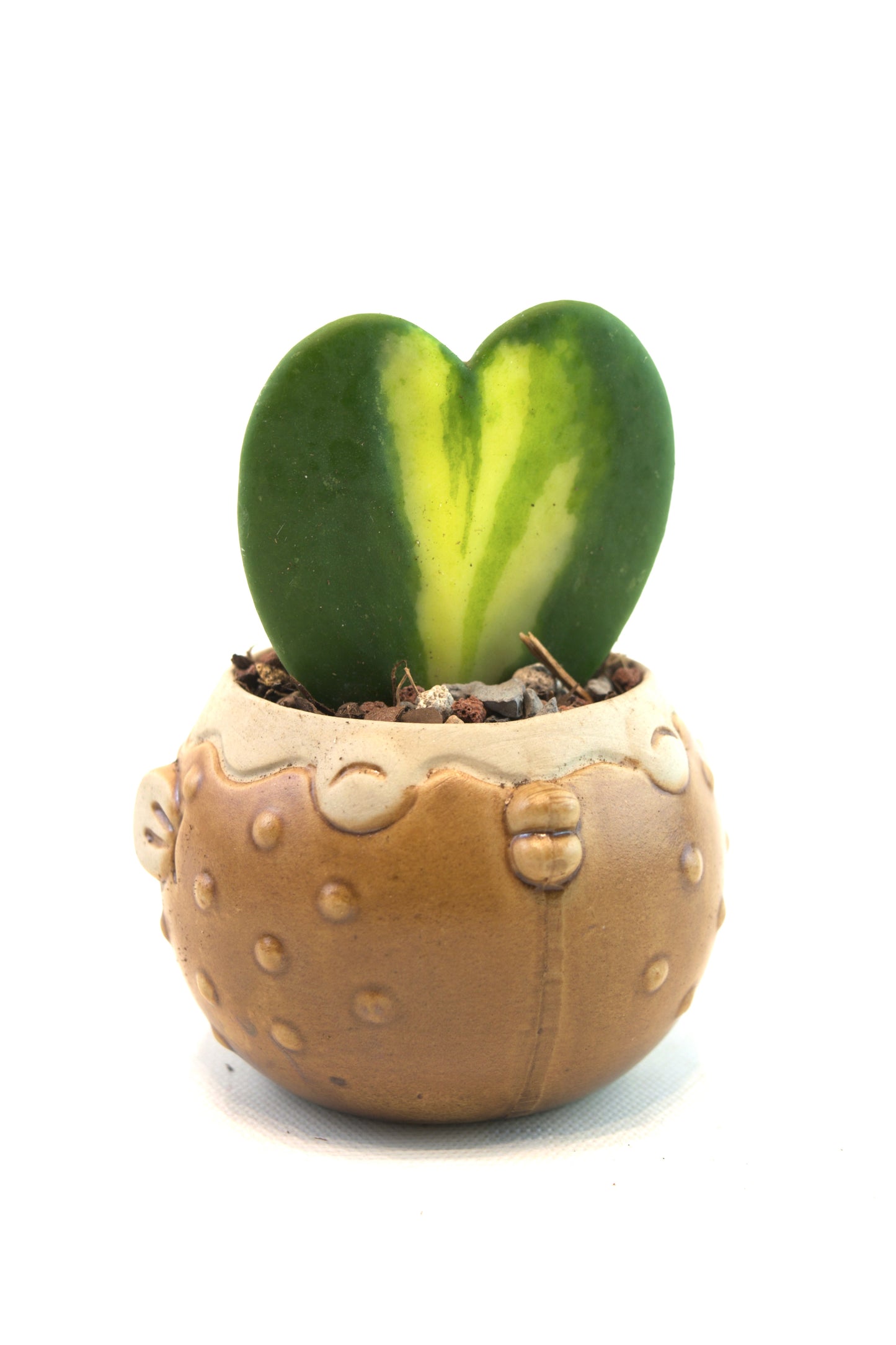 Hoya Heart Flame Variegated Succulent