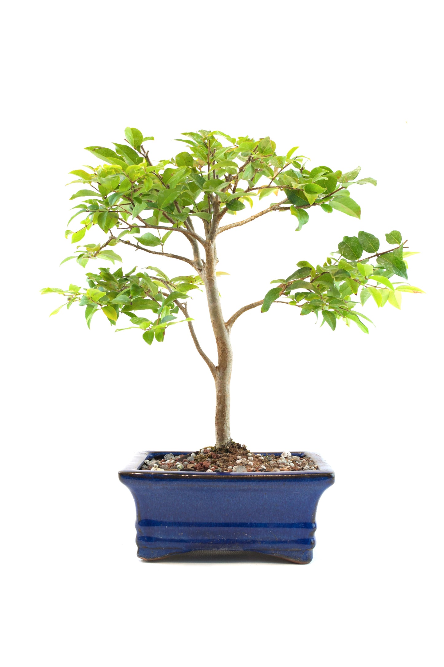 Jaboticaba Fruiting Bonsai 6" Ceramic Pot - One of a Kind Bonsai