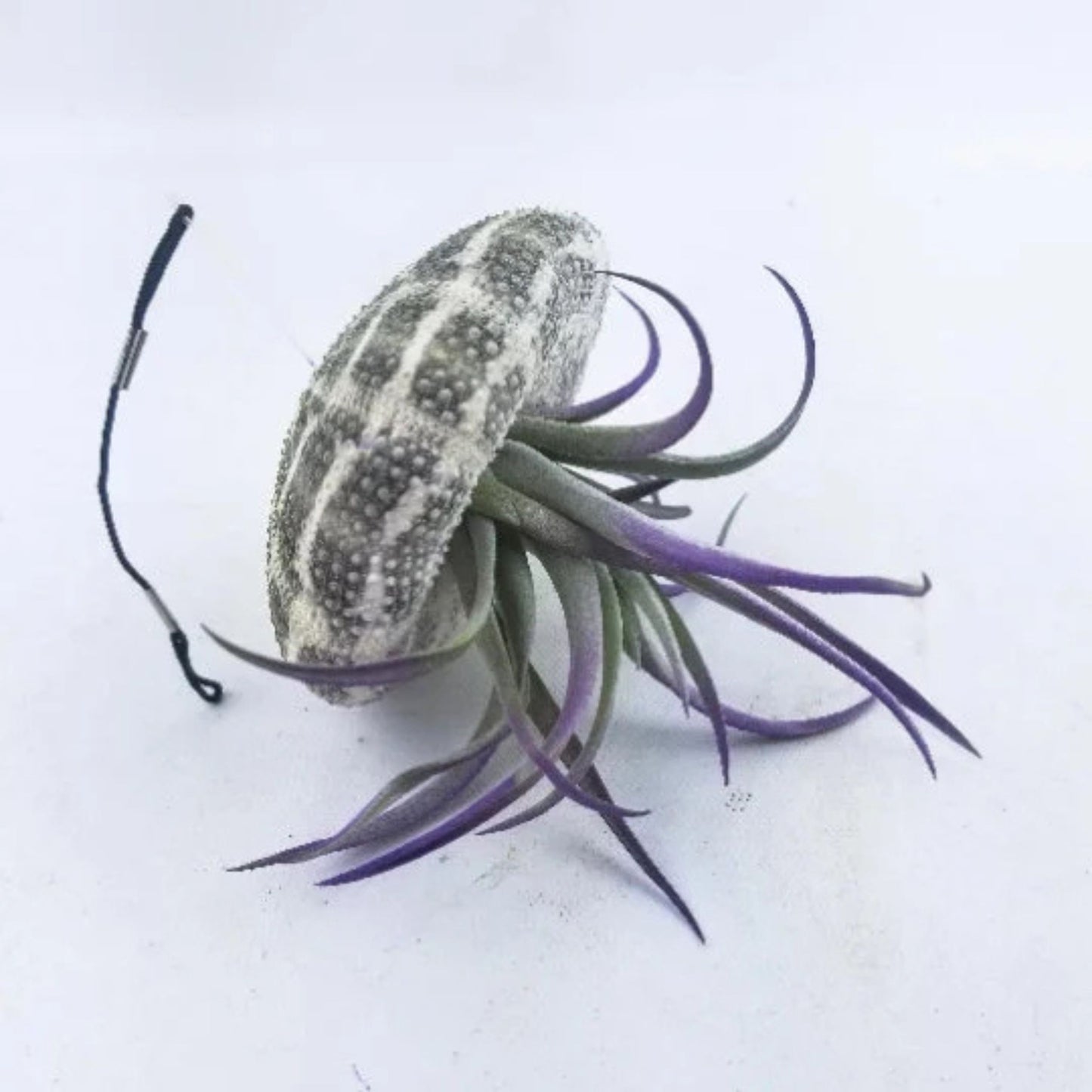 Jellyfish Air Plant - Tillandsia Harrisii