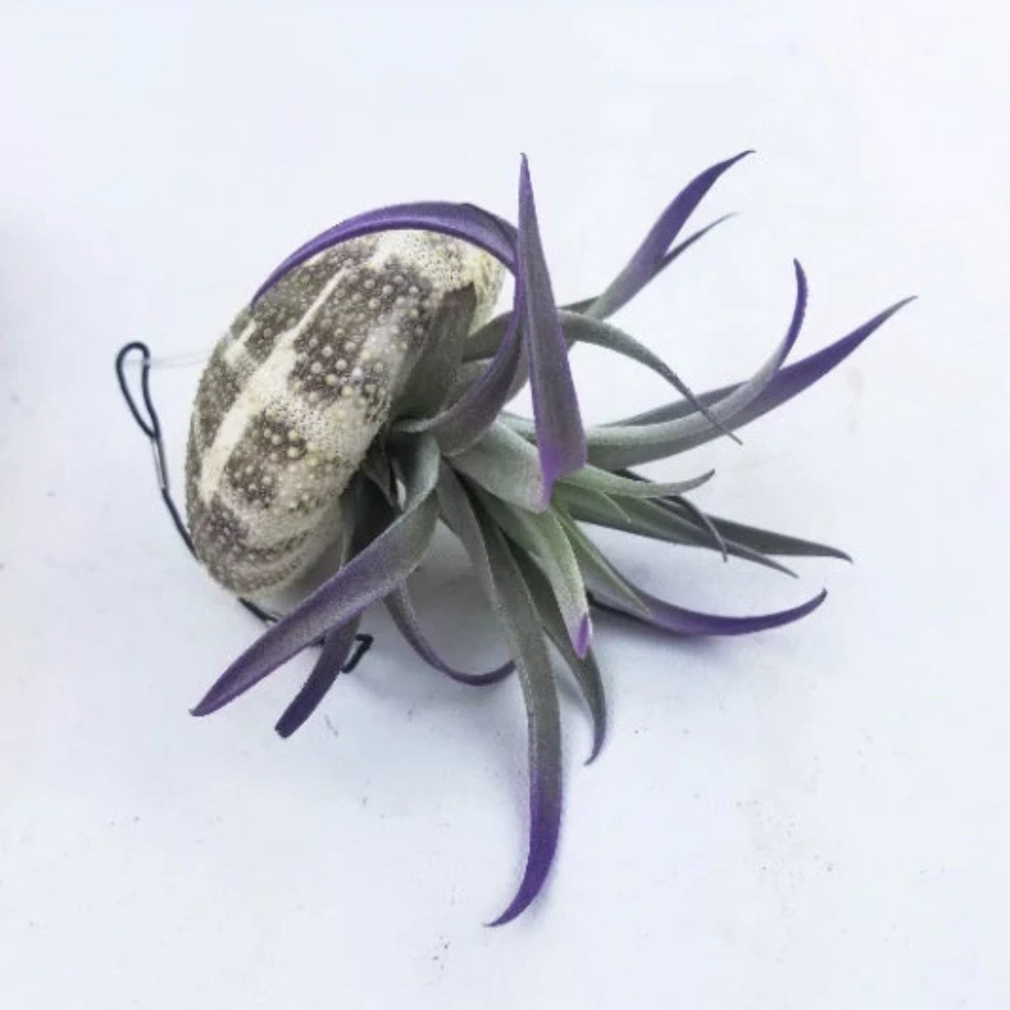 Jellyfish Air Plant - Tillandsia Harrisii