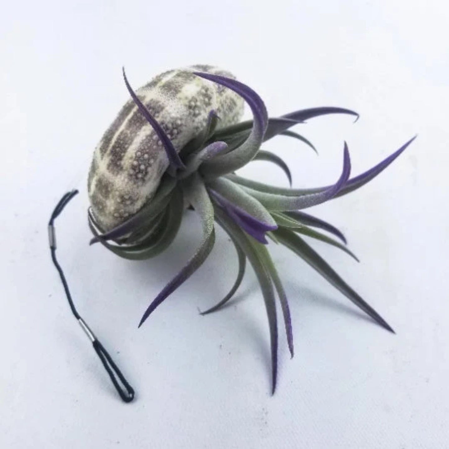 Jellyfish Air Plant - Tillandsia Harrisii