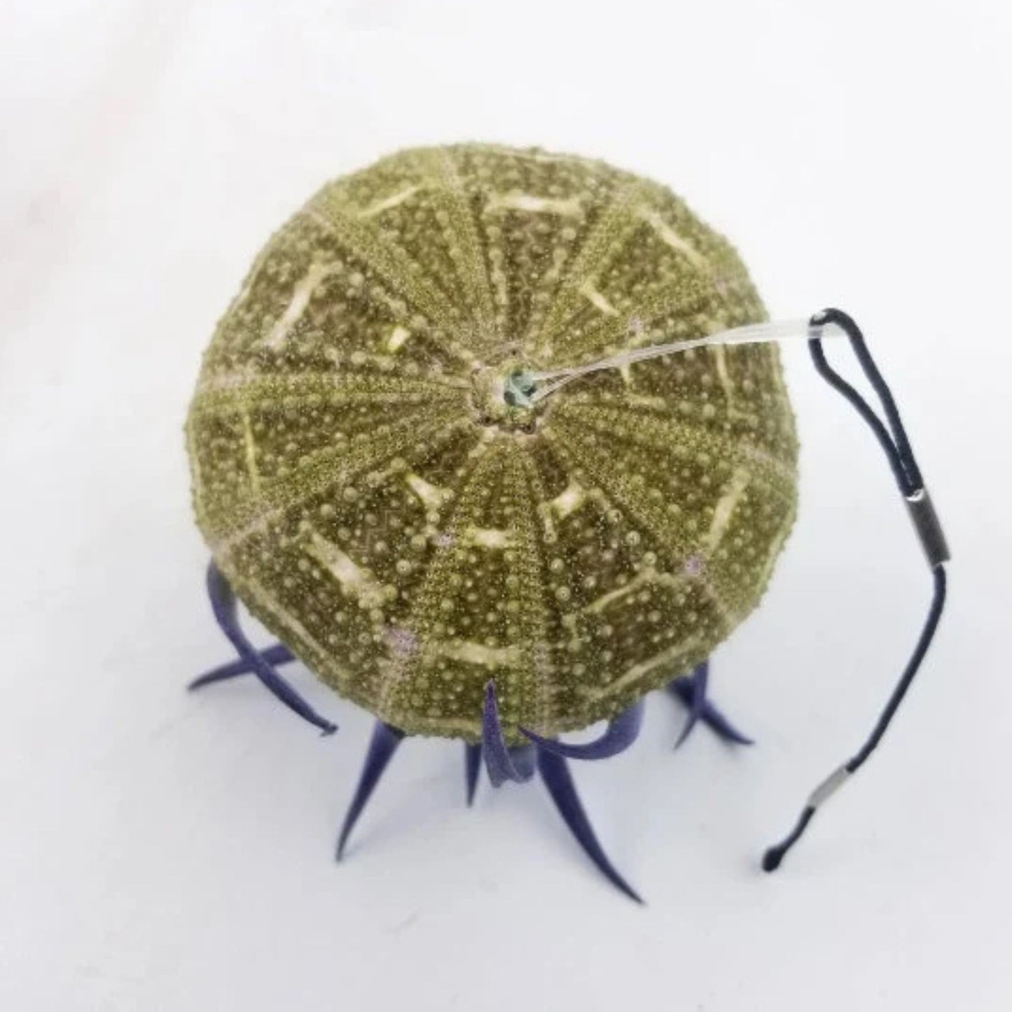 Jellyfish Air Plant - Tillandsia Harrisii