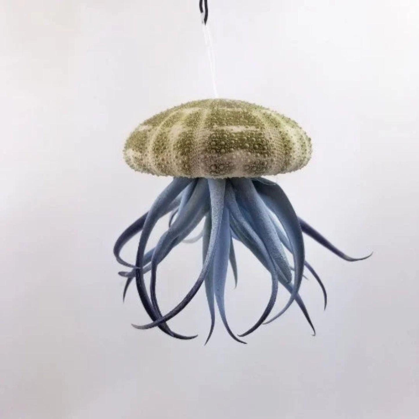 Jellyfish Air Plant - Tillandsia Harrisii
