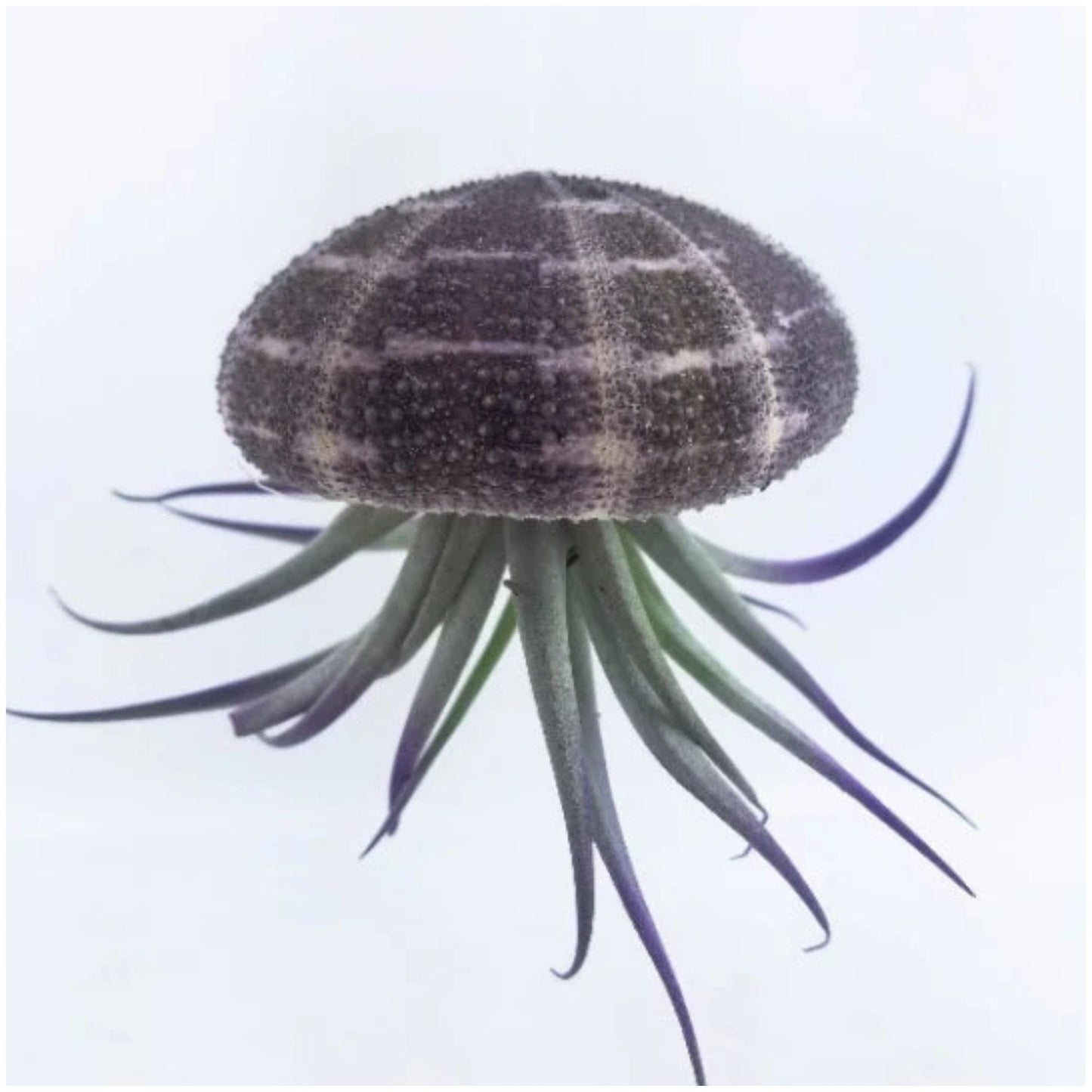 Jellyfish Air Plant - Tillandsia Harrisii