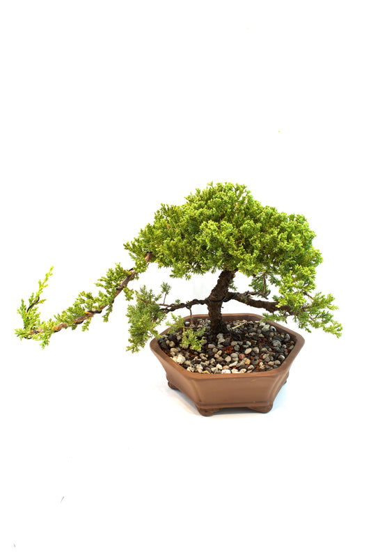 Juniper Live Bonsai Ceramic 10" Hexagonal Pot - One of a Kind Bonsai