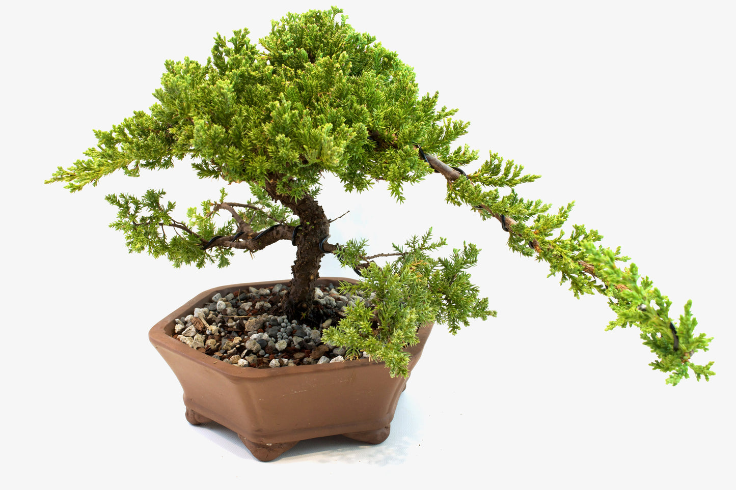 Juniper Live Bonsai Ceramic 10" Hexagonal Pot - One of a Kind Bonsai