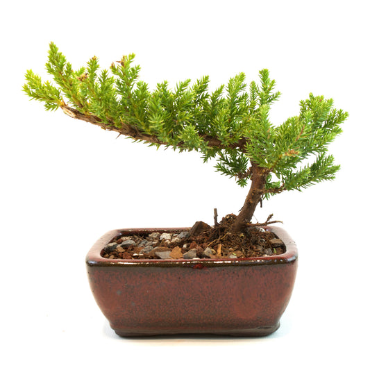 Juniper Live Bonsai Ceramic 5" Pot - Similar Bonsai