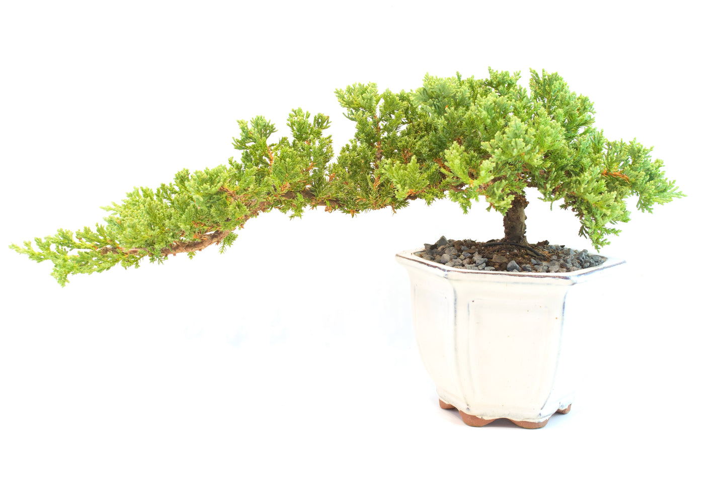 Juniper Live Bonsai Ceramic 6" Pot - One of a Kind Bonsai